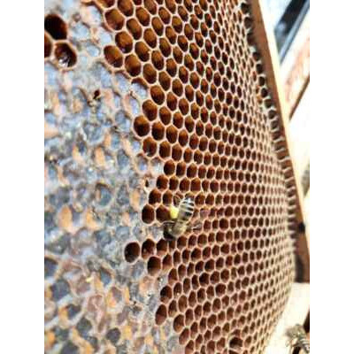 Med - květový, pastový