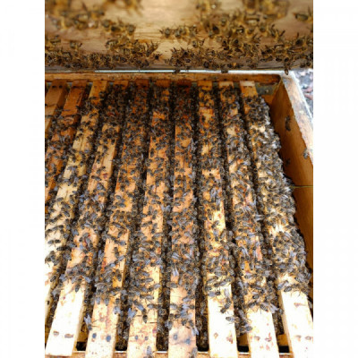 Med - květový, pastový